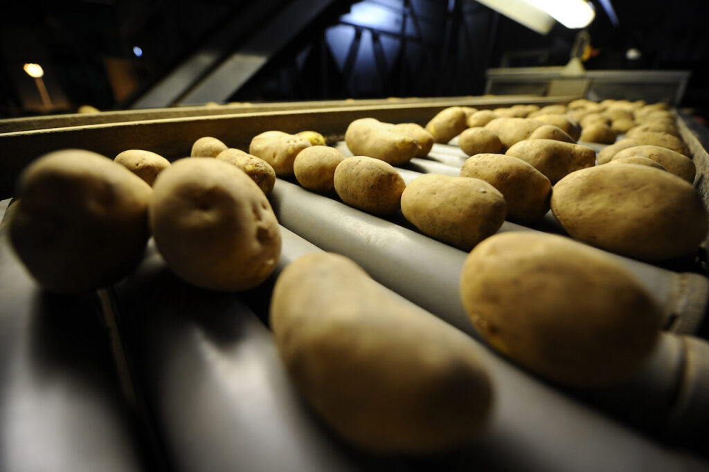 Exporting certified seed potatoes with proper packaging and documentation for international trade.