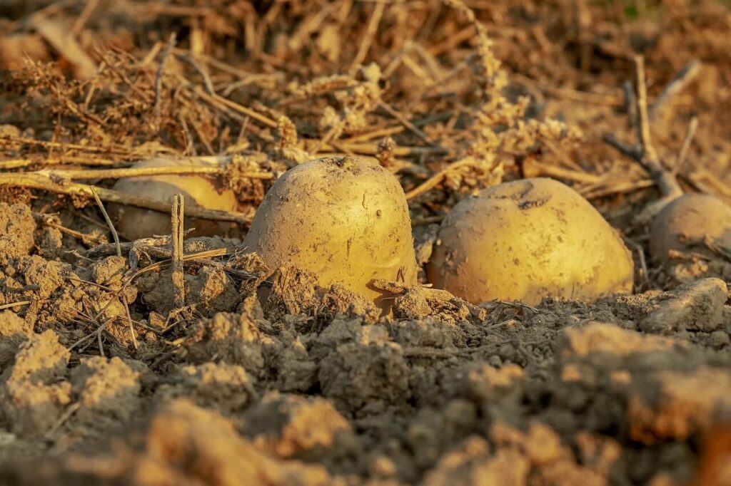 Potato plants affected by climate change showing growth differences in the field