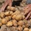 Organic vs. Conventional Potato Farming: Costs, Yields & Profits