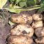 Potato Breeding for Disease Resistance