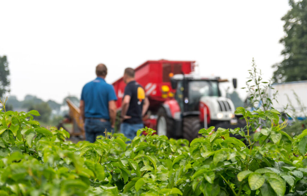 Most potato growth mistakes can be avoided with proper planning, certified seed, and close monitoring of crop health.
