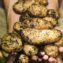 The Role of Potatoes in Global Food Security